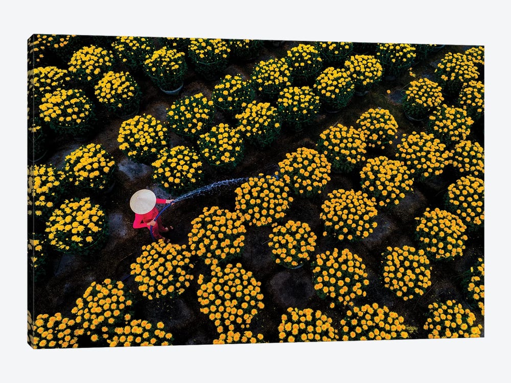 Daisy Farm V by Trung Pham 1-piece Art Print