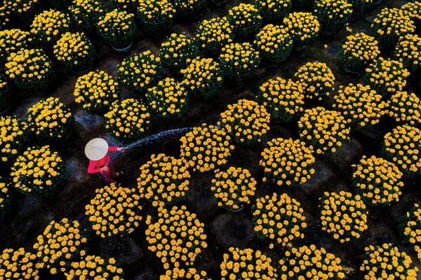 Trung Pham: Daisy Farm V by Trung Pham