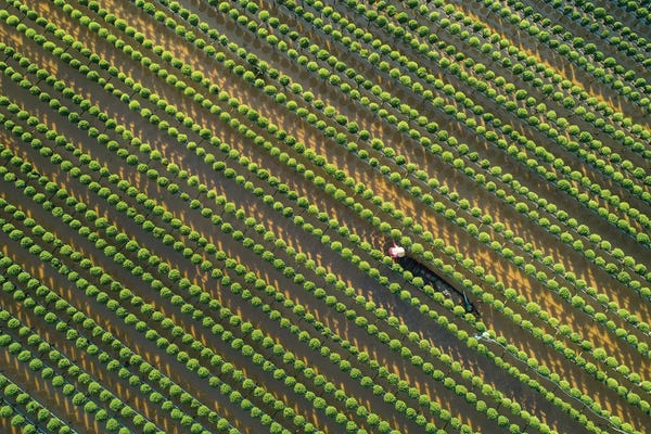 Trung Pham: Daisy Farm VI by Trung Pham