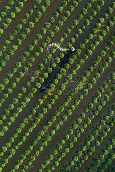 Trung Pham: Daisy Farm VII by Trung Pham