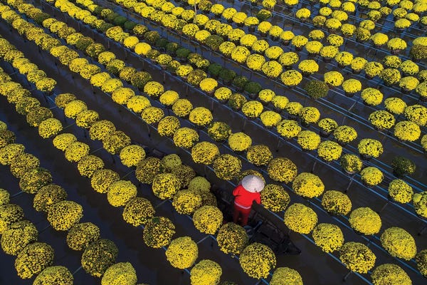 Trung Pham: Daisy Farm VIII by Trung Pham