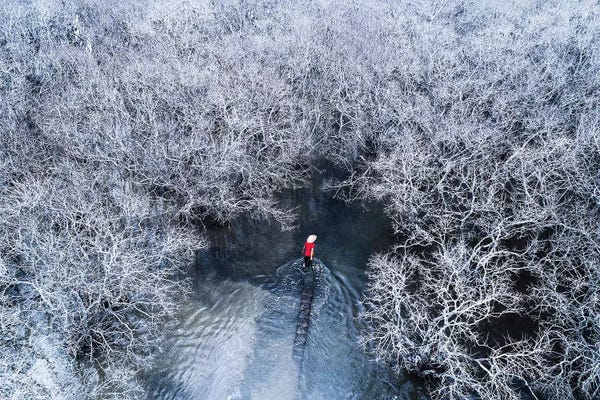 Trung Pham: Fishing In Mangrove Forest I by Trung Pham