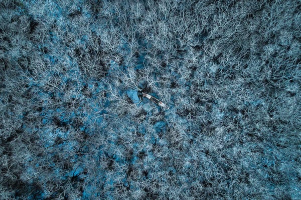 Abstracts In Nature: Fishing In Mangrove Forest II by Trung Pham