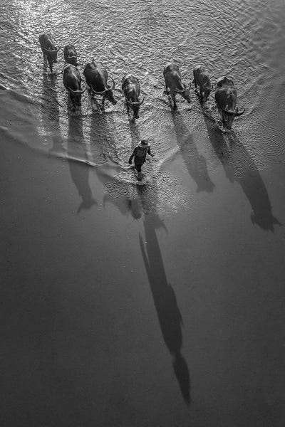 Trung Pham: Buffalos Boy I by Trung Pham