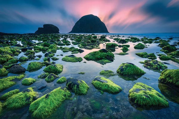 Trung Pham: Green Moss by Trung Pham