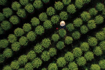 In The Daisy Farm by Trung Pham framed canvas print