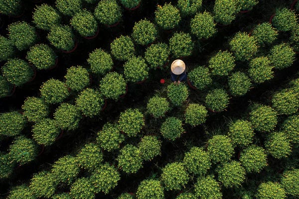 Trung Pham: In The Daisy Farm by Trung Pham