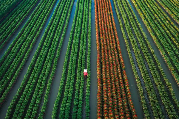 Trung Pham: In The Flower Village by Trung Pham