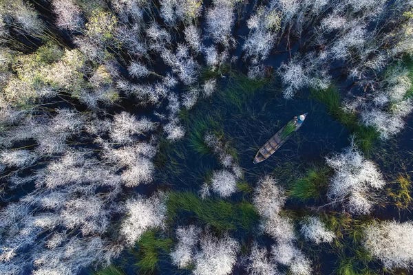 Trung Pham: In The Melaleuca Forest by Trung Pham