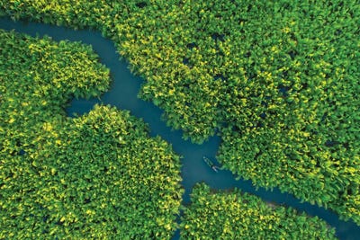 In The Nipa Forest by Trung Pham framed canvas print