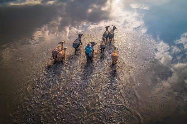 Trung Pham: Buffalos Boy II by Trung Pham