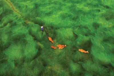Passing The Grass Field by Trung Pham framed canvas print