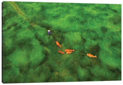 Passing The Grass Field Canvas Art Print - Trung Pham