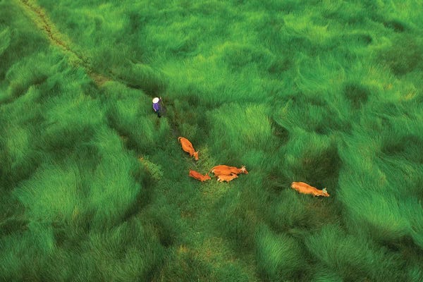 Trung Pham: Passing The Grass Field by Trung Pham