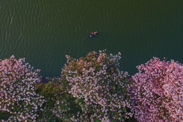 Trung Pham: Pink Trumpets Flowers Season by Trung Pham