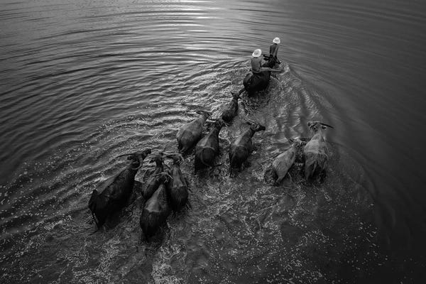 Trung Pham: Buffalos Boy III by Trung Pham