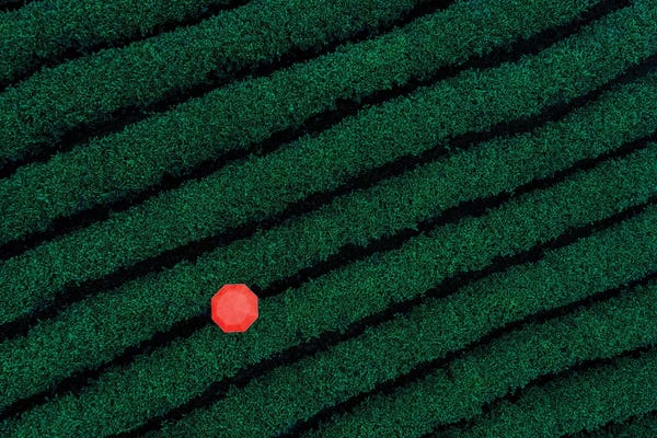 Unexpected Red: Tea Hill by Trung Pham