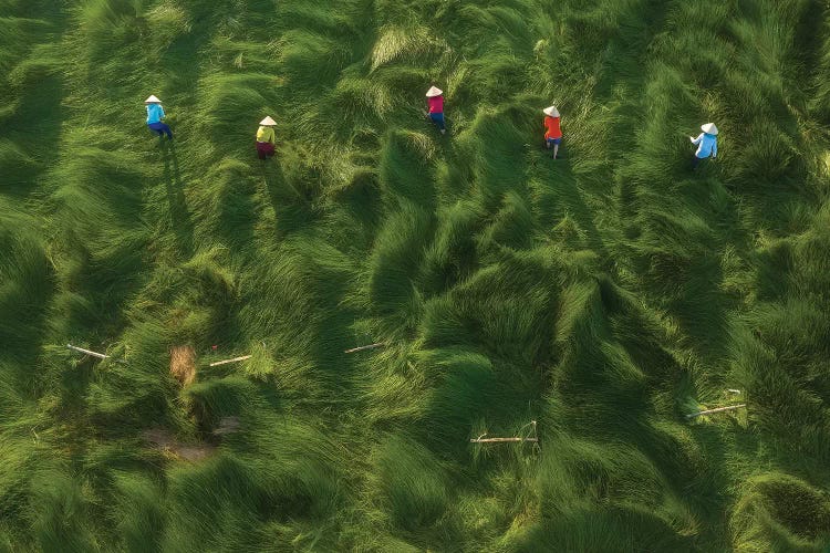 Water-Chestnuts Harvesting