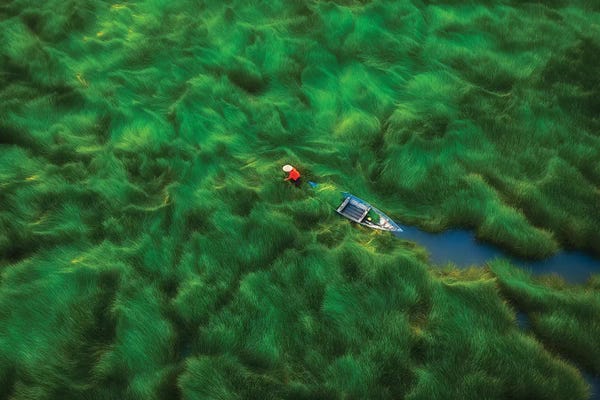 Trung Pham: Water-Chestnuts Harvesting Season I by Trung Pham