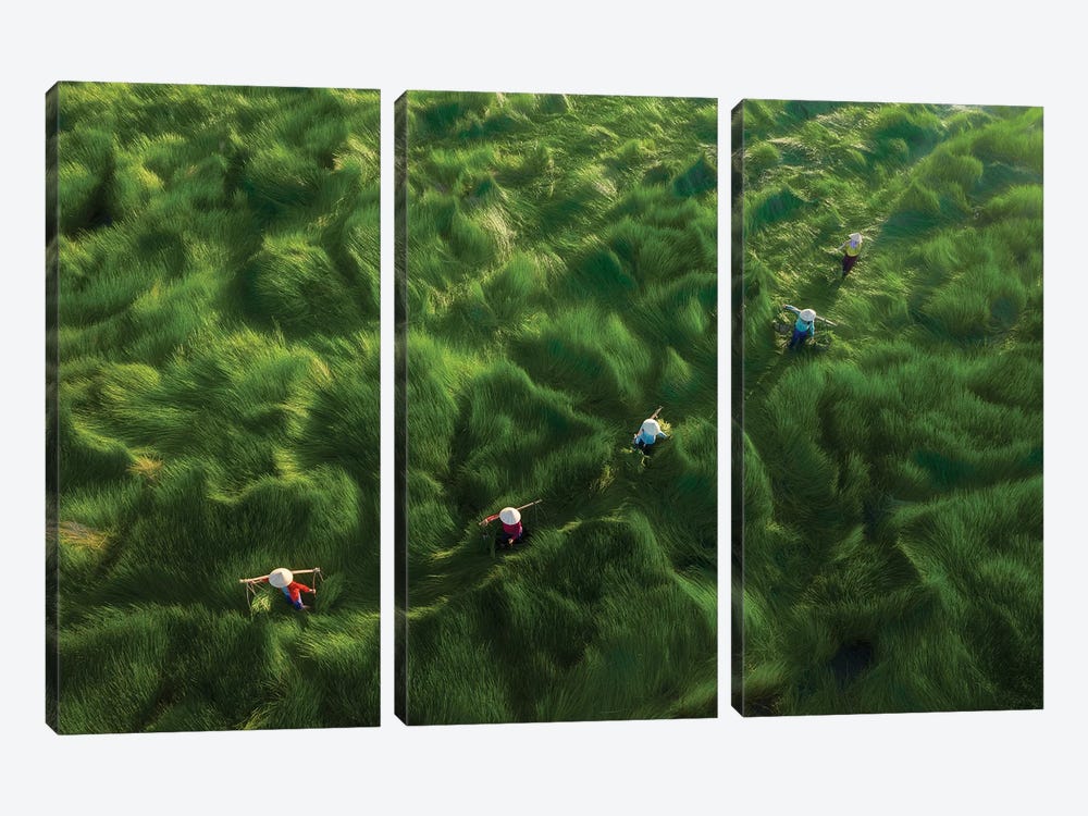 Water-Chestnuts Harvesting Season II by Trung Pham 3-piece Canvas Art Print