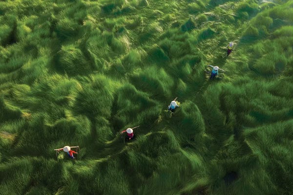 Trung Pham: Water-Chestnuts Harvesting Season II by Trung Pham