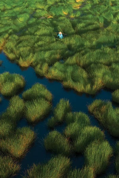 Trung Pham: Water-Chetsnuts Harvesting Season III by Trung Pham