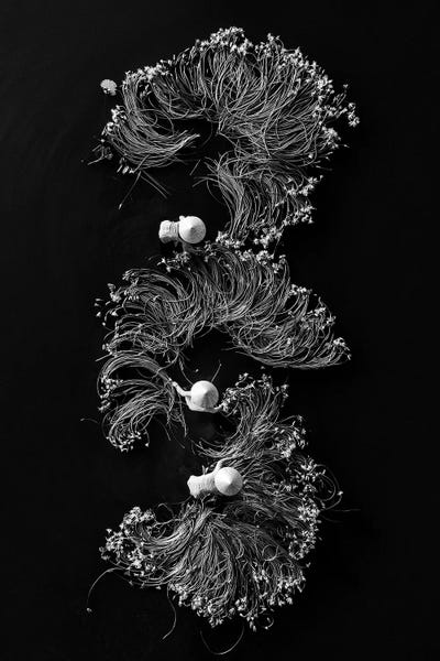Vietnam: Waterlilies I by Trung Pham
