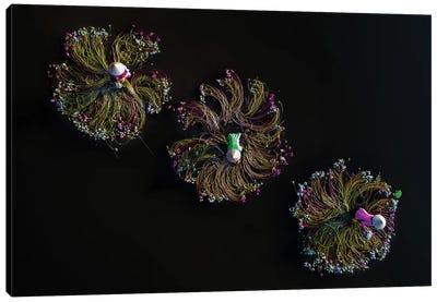 Waterlilies III Canvas Art Print - Trung Pham