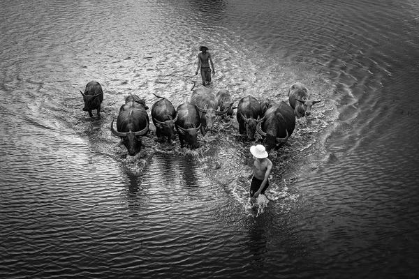 Trung Pham: Buffalos Boy IV by Trung Pham