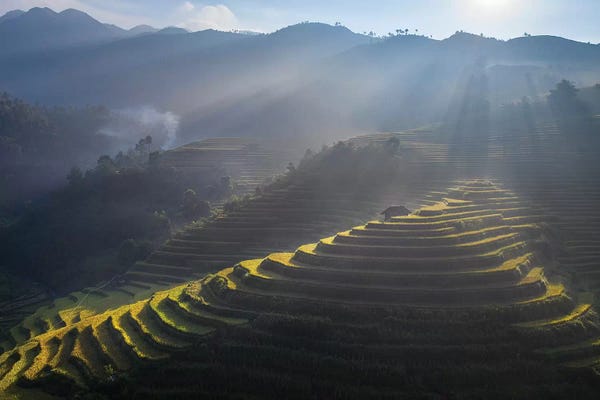 Trung Pham: Rice Terrace In Mu Cang Chai by Trung Pham