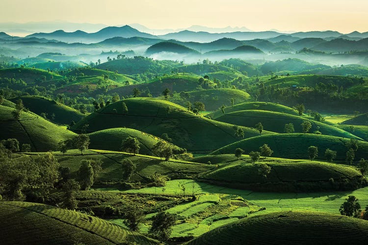 Tea Hills
