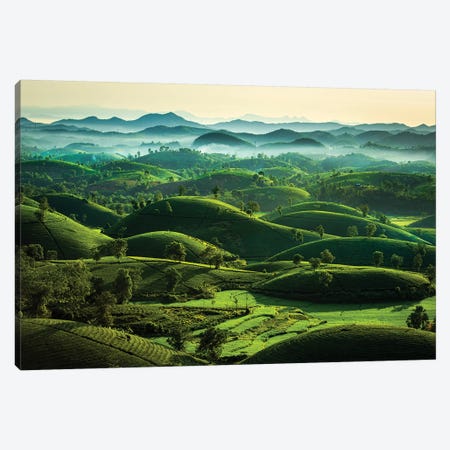 Tea Hills Canvas Print #TPH56} by Trung Pham Canvas Wall Art