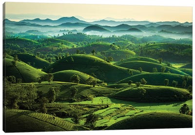Tea Hills Canvas Art Print - Vietnam Art
