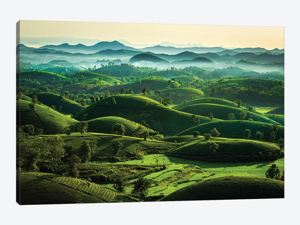 Tea Hills by Trung Pham 1-piece Canvas Artwork