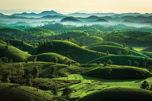 Trung Pham: Tea Hills by Trung Pham