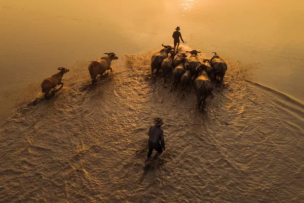 Trung Pham: Buffalos Boy V by Trung Pham