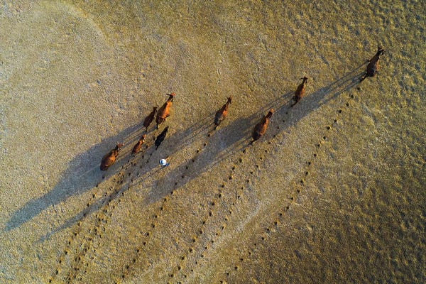 Trung Pham: Buffalos Raising by Trung Pham