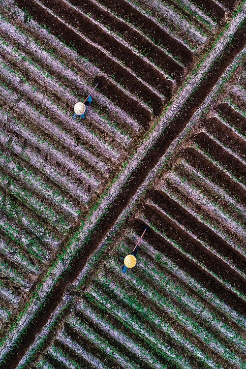 Corn Field