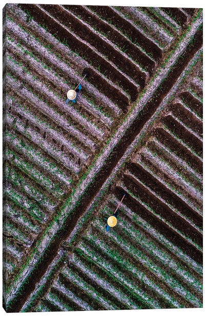 Corn Field Canvas Art Print - Trung Pham