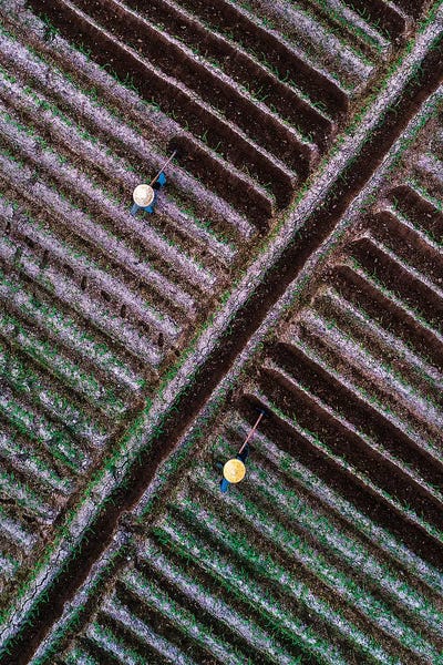 Trung Pham: Corn Field by Trung Pham