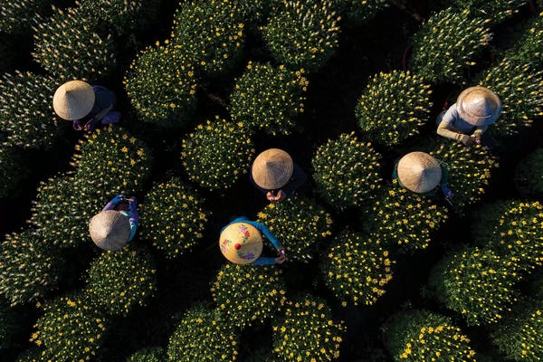 Trung Pham: Daisy Farm by Trung Pham