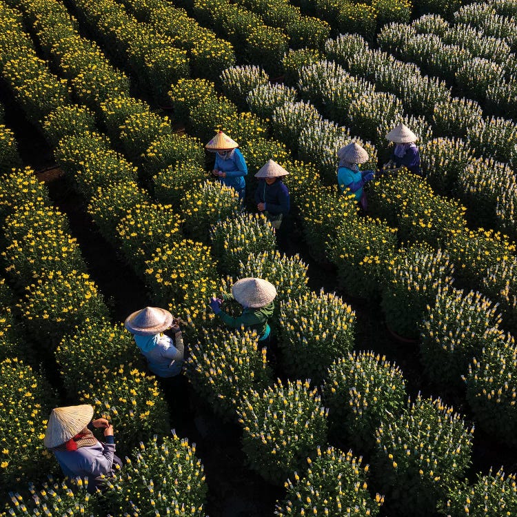Daisy Farm III by Trung Pham wall art