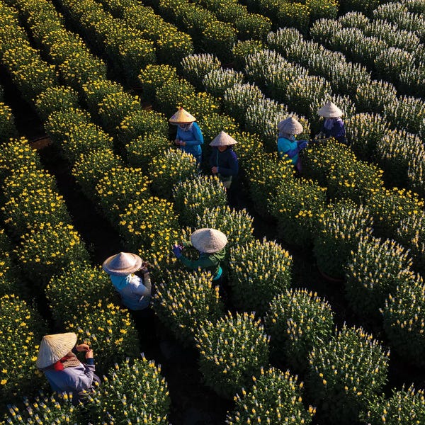 Trung Pham: Daisy Farm III by Trung Pham