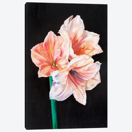 Amarhyllis Canvas Print #TPL1} by Natalie Toplass Canvas Print
