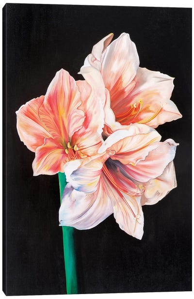Amarhyllis Canvas Art Print - Natalie Toplass