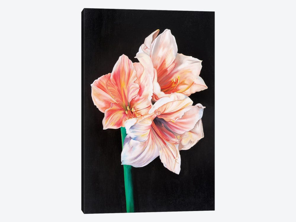 Amarhyllis by Natalie Toplass 1-piece Canvas Print