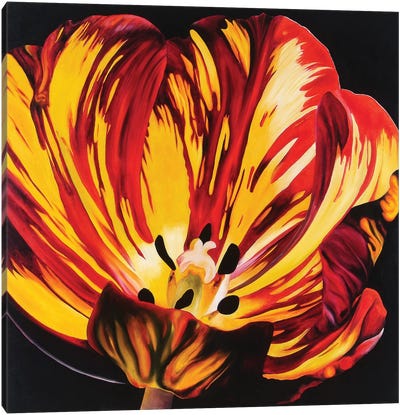 Red & Yellow Tulip Canvas Art Print - Natalie Toplass
