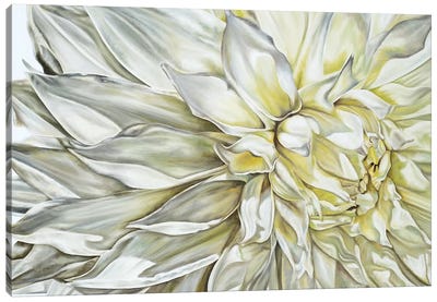 White Dahlia II Canvas Art Print - Natalie Toplass