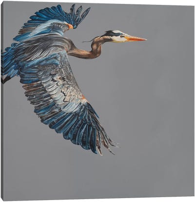 Blue Heron Canvas Art Print - The Art of the Feather