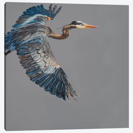 Blue Heron Canvas Print #TPL3} by Natalie Toplass Art Print